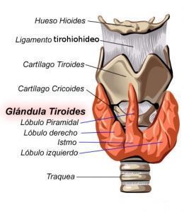 La Tiroides